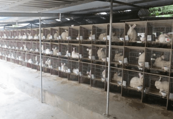 蒙陰鑫華兔毛電子商務有限公司