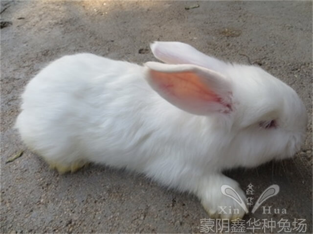 長毛兔的兔舍有什么要求