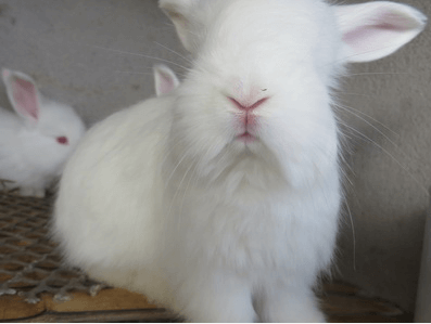 長毛兔飼養(yǎng)繁殖管理