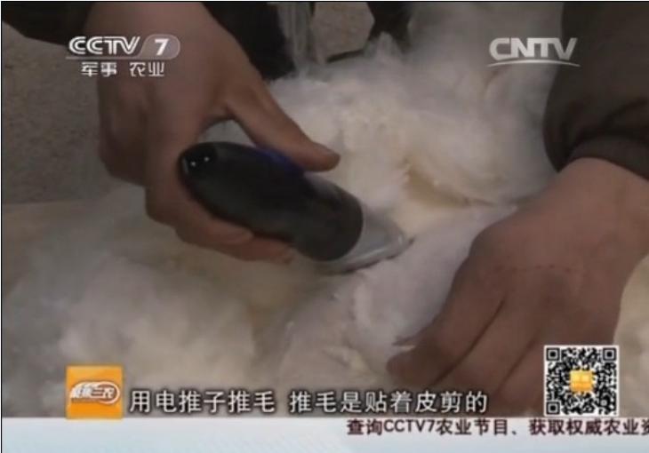 鑫華種兔場(chǎng)上榜CCTV-7《聚焦三農(nóng)》